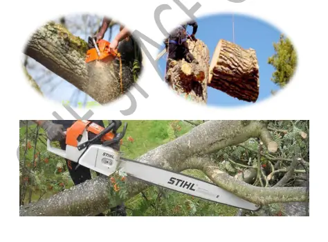 Tree surgery services UAE